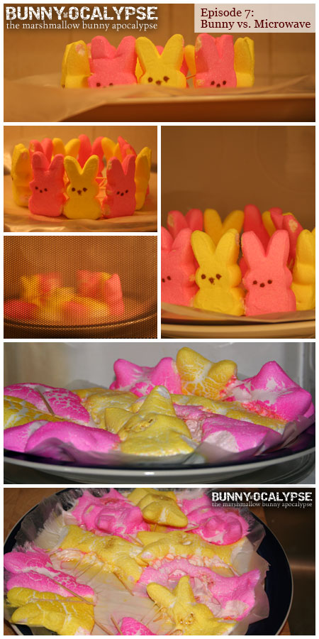 bunny vs microwave