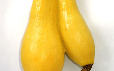 Conjoined Yellow Squash