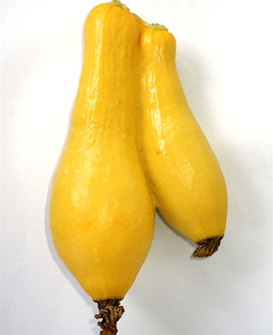 Conjoined Yellow Squash