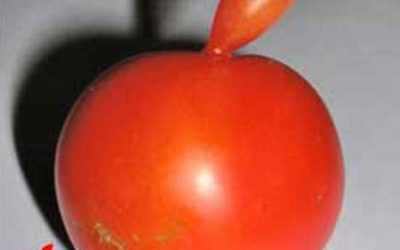 Tomato As Apple Logo