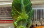 Brussels Sprout from the Black Lagoon