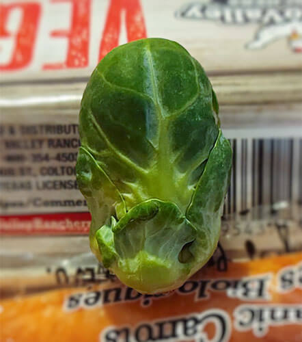 Brussels Sprout from the Black Lagoon