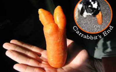 Carrabbit