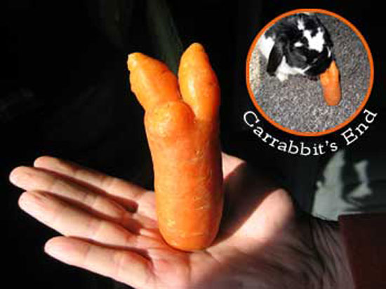 Carrabbit