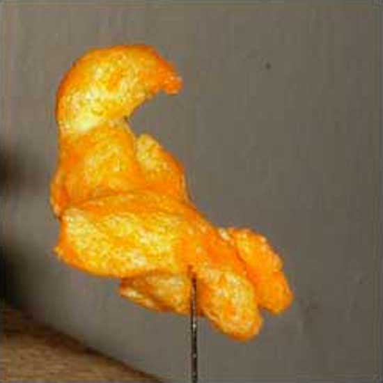 Cheeto Parrot