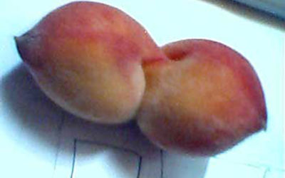 Conjoined Peach Pair