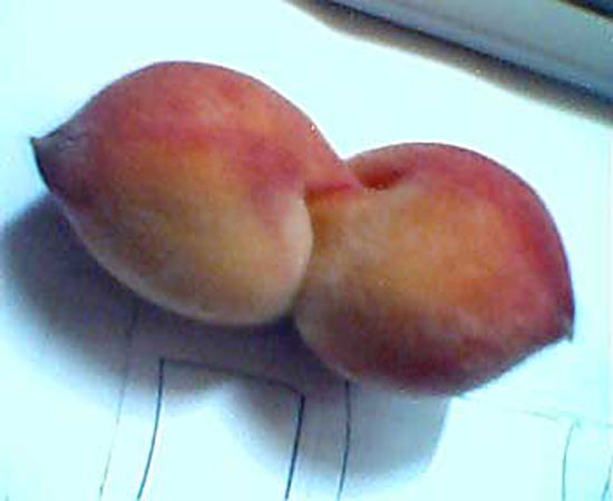 Conjoined Peach Pair