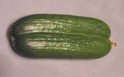 Conjoined Cucumbers