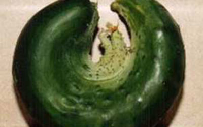 All-Kinds-of-Crazy Cucumber