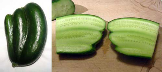 Cu-Cu-Cucumber!