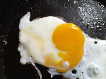 Fetus Egg