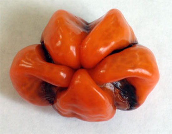 Frustrated Gold-Mining Pepper