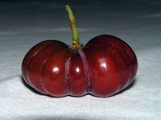 Grape Pumpkin