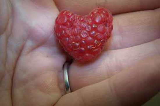 Heart Raspberry