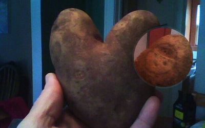 Heart Potato, Face Potato