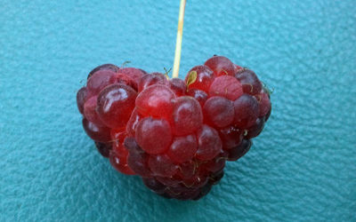 The Tell-Tale Heart Raspberry