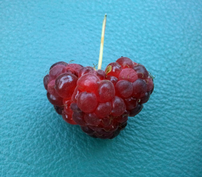 The Tell-Tale Heart Raspberry