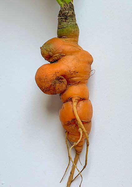 Sad Olaf Carrot