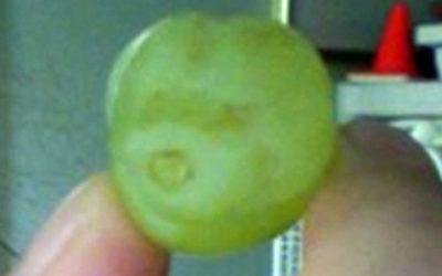 Grape Puppy