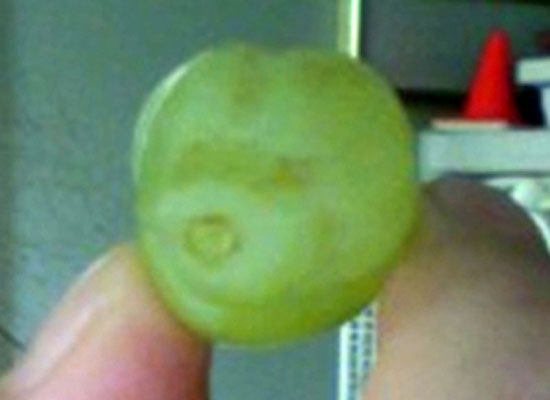 Grape Puppy