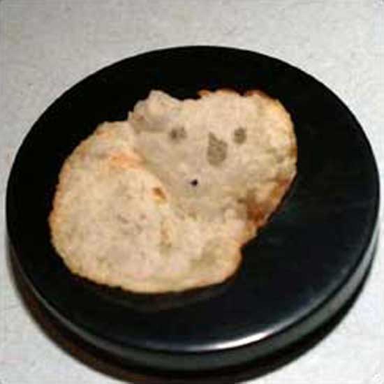 Koala Chip