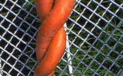 Loving Carrots