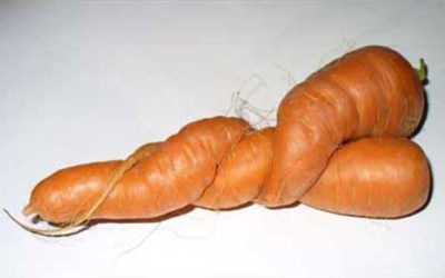 Loving Carrots #2