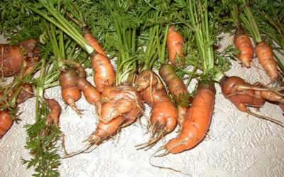 The Deformed Carrot Orphanage