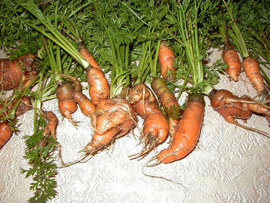 The Deformed Carrot Orphanage