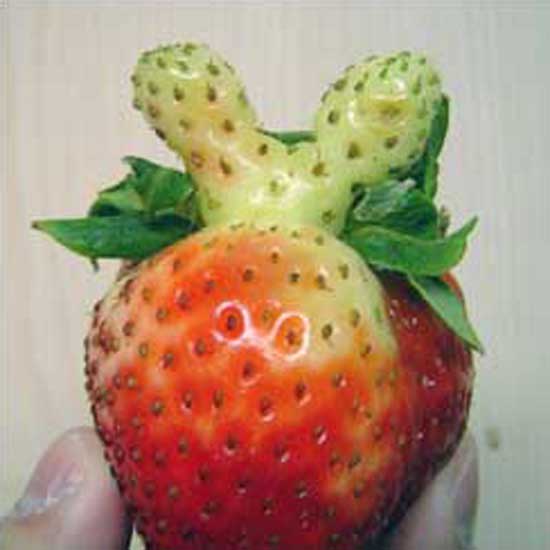 Mickey Strawberry