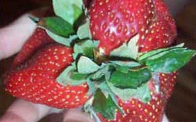 Mutant Strawberry