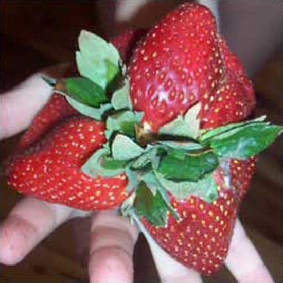 Mutant Strawberry