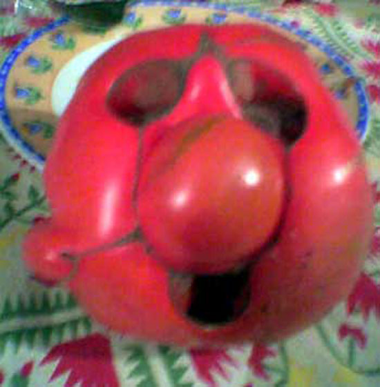 Old Man Tomato