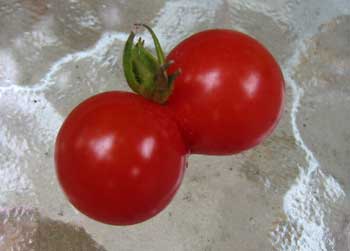 Conjoined Tomatoes