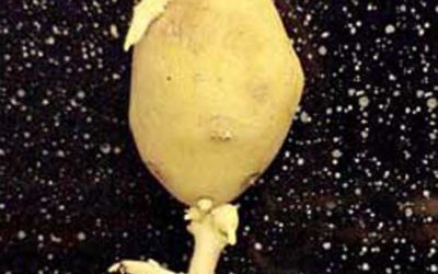 One-Legged Potato Bird