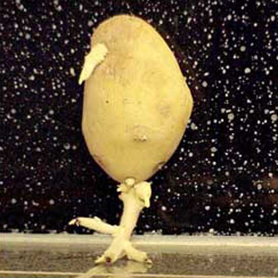 One-Legged Potato Bird