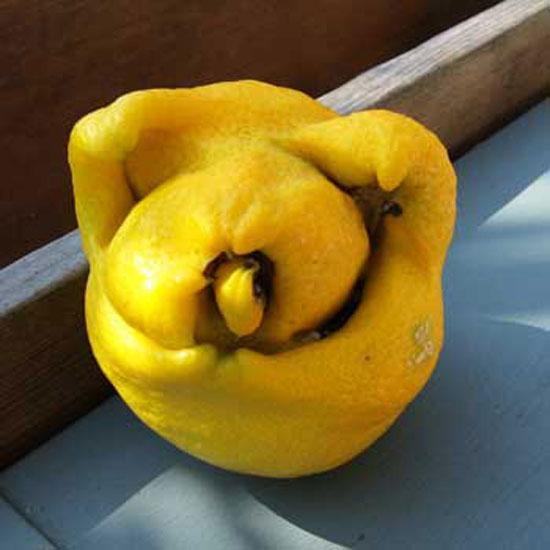 Pig Lemon