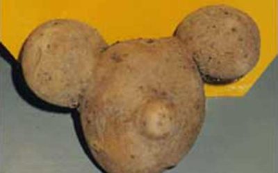 Potato Mickey