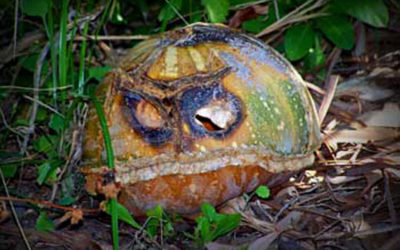 I’ll-Haunt-You-in-Another-Form Pumpkin