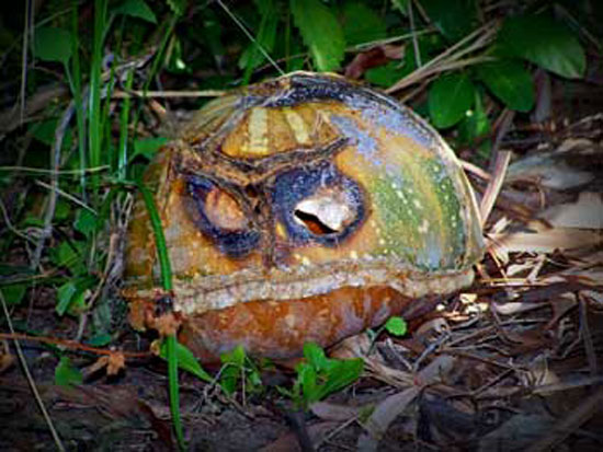 I’ll-Haunt-You-in-Another-Form Pumpkin