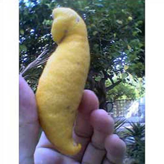 Seahorse Lemon