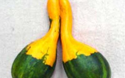 Siamese Gourds