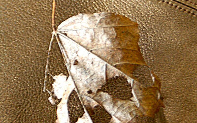 Skull Leaf