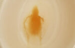 A photo of the alledge "Phantom of the Soy Sauce" shows a human-like figure within the last bits of soy sauce at the bottom of a small bowl.