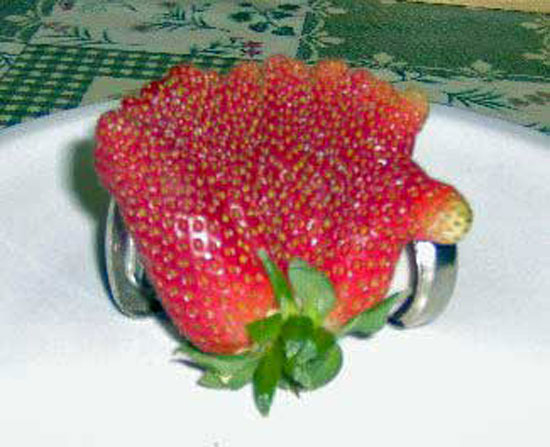 Strawberry Fan