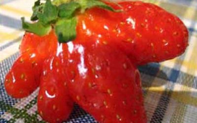 Mutant Strawberry