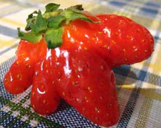 Mutant Strawberry