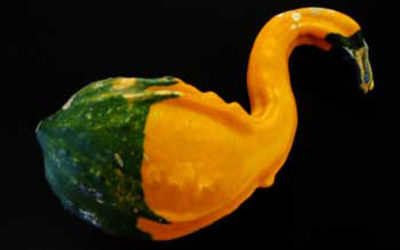 Swan Gourd