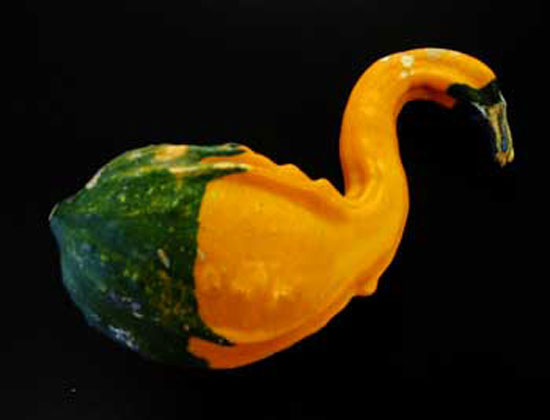 Swan Gourd