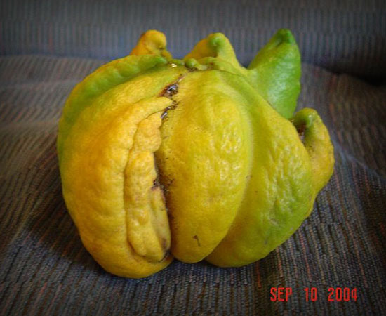 Tentacle Lemon